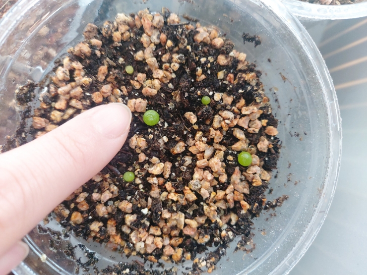  [공유]오운정원 아프리카 식물 희귀씨앗 2차 파종챌린지