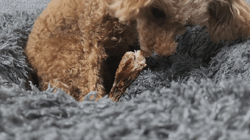  [강아지 수제간식] 펫잇보리 오리봉 비쥬얼이 ㅋ