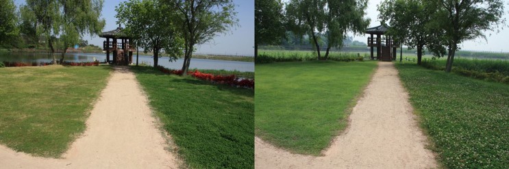 잔디밭 잡초제거 및  훼손된 잔디 복원 방법