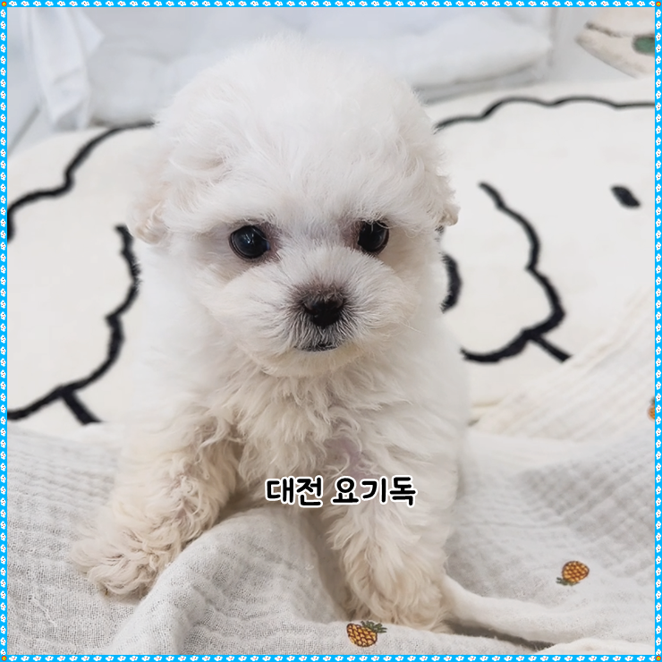  대흥동강아지분양 건강한 요기독대전점