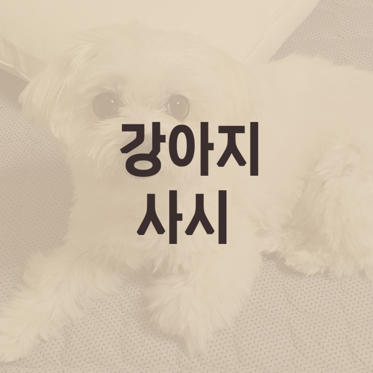 강아지 사시 문제는 없다