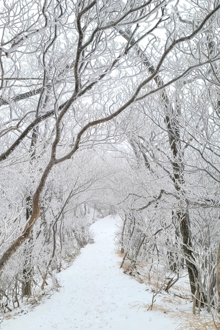  겨울 등산 추천 소백산 '달발골-비로봉' 최단코스 트래킹 설경 명소