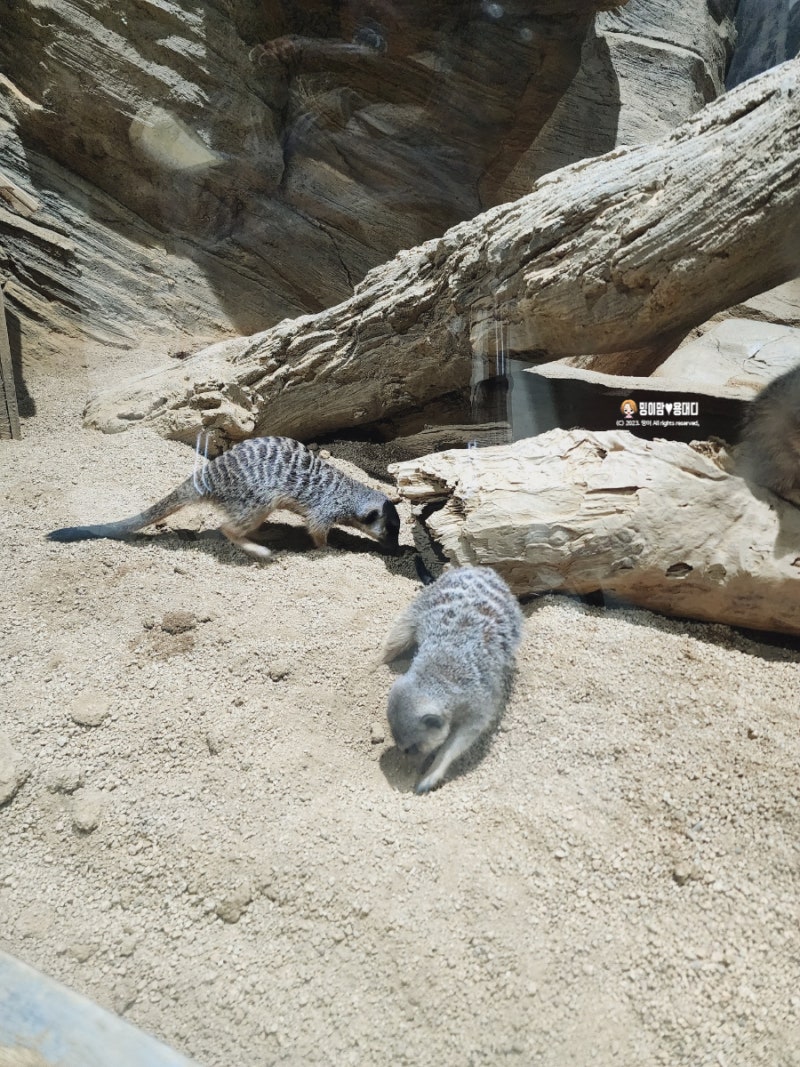 대구 실내 아기랑 신세계 아쿠아리움 할인 주차 가격 : 네이버 블로그, image size:800x1067