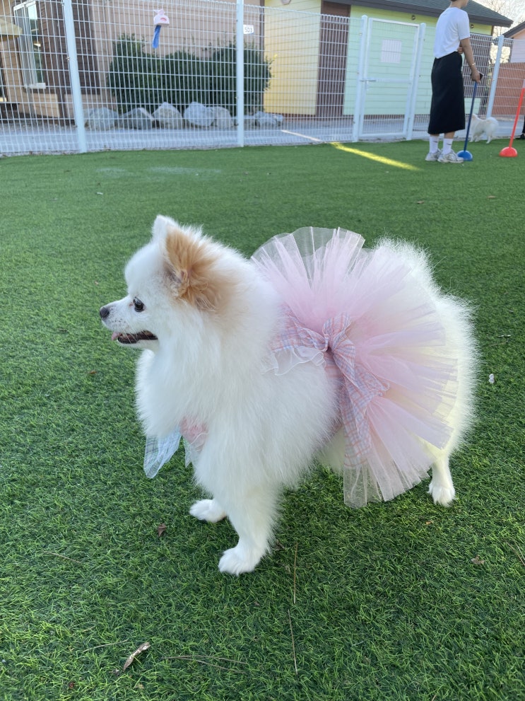  영덕 애견펜션 하늘아래첫동네 후기