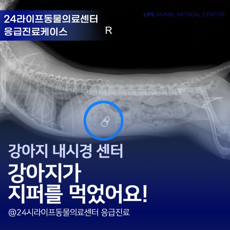 대구24시간동물병원 : 강아지가 지퍼를 삼켰어요 응급 내시경 진료 대구24시간동물병원 : 강아지가 지퍼를 삼켰어요 응급 내시경 진료