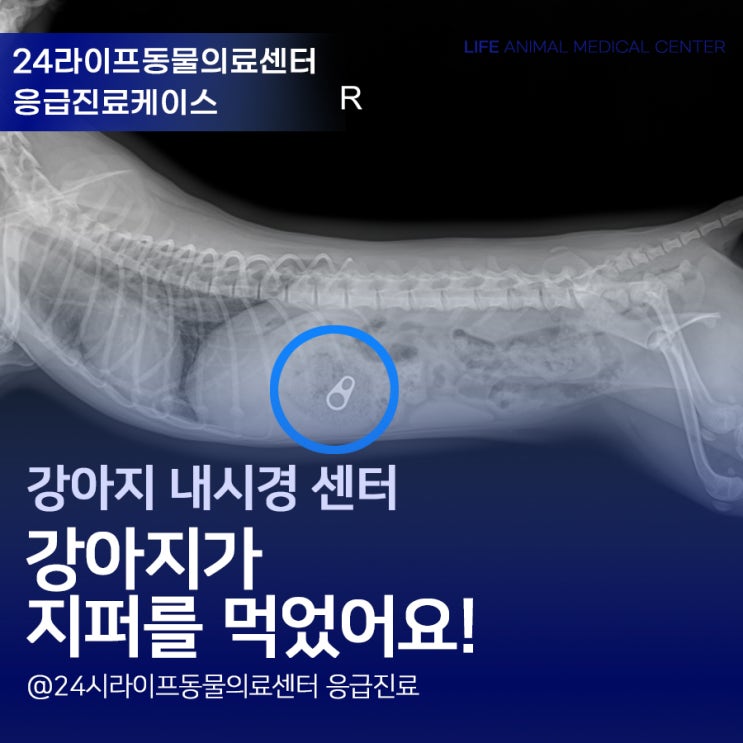 대구24시간동물병원 : 강아지가 지퍼를 삼켰어요 응급 내시경 진료