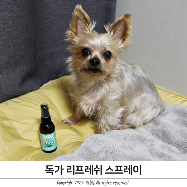 노령견 강아지장거리 차멀미 독가 강아지스프레이 챙겨요 노령견 강아지장거리 차멀미 독가 강아지스프레이 챙겨요