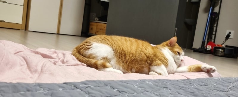 고양이 폐렴, 원인과 증상 및 치료 1