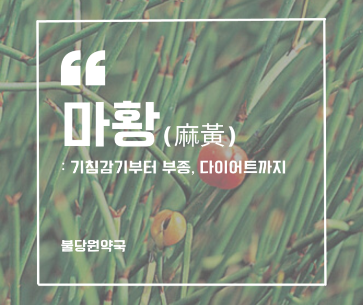  신불당 다이어트-기침부터 부종까지 해결하는 한약재: 마황