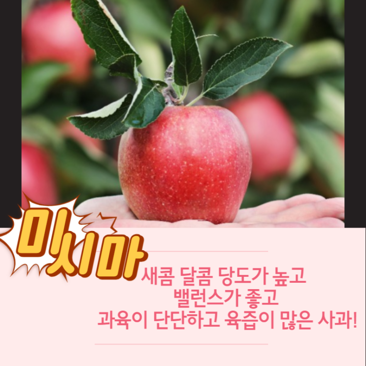  맛있는 사과 종류 알아보기 부사? 미시마? 부사의돌연변이종 미시마 추천!