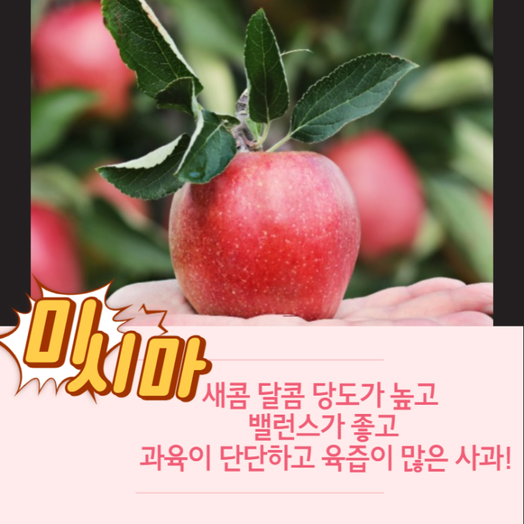 맛있는 사과 종류 알아보기 부사? 미시마? 부사의돌연변이종 미시마 추천!