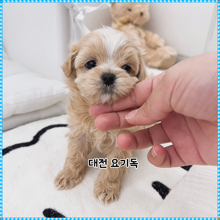  대전동구강아지분양 확실하게 건강했던 곳