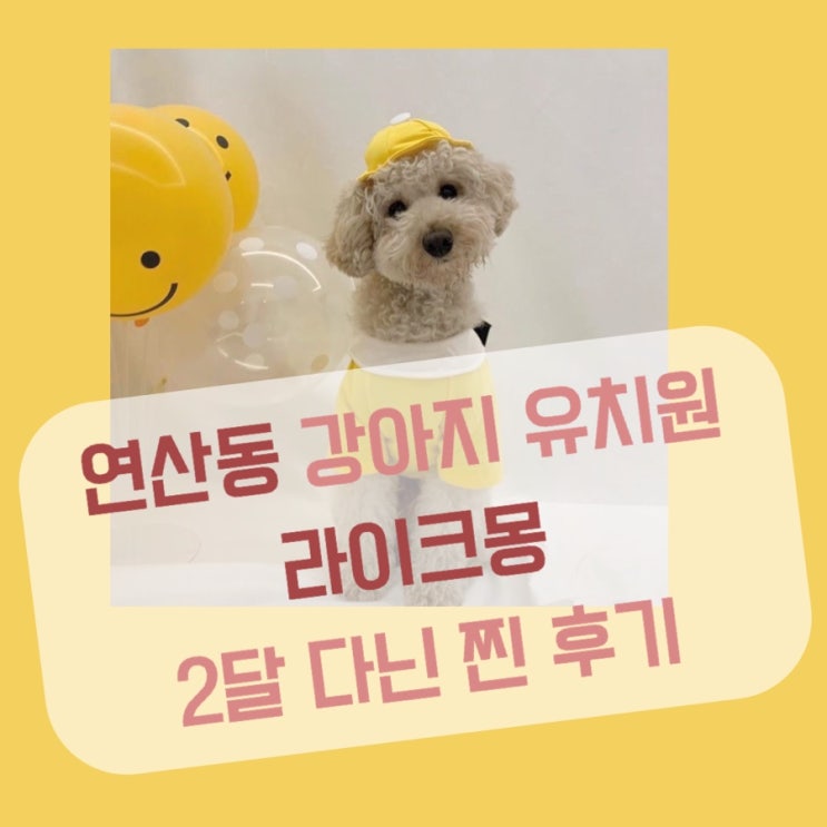  연산동강아지유치원 라이크몽 2달 다닌 실제 후기