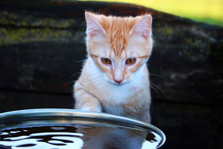 고양이는 왜 물을 잘 안마실까요!?