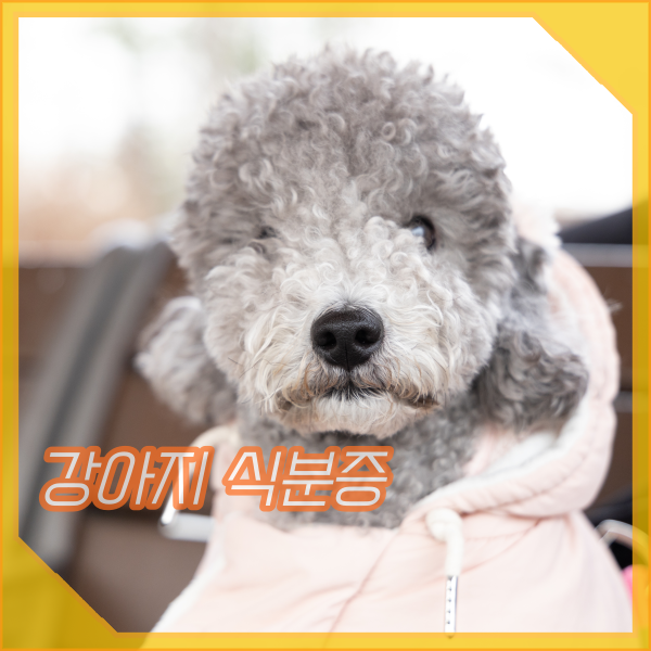 강아지 똥먹는 이유 식분증 호분증 해결 방법