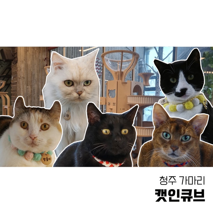  청주 고양이카페 깨끗하게 관리되는 캣인큐브