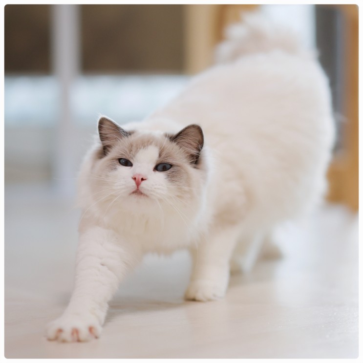 렉돌 분양가 정하는 랙돌 고양이 브리더의 3가지 방법.