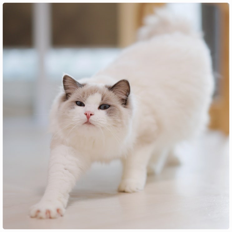  렉돌 분양가 정하는 랙돌 고양이 브리더의 3가지 방법.