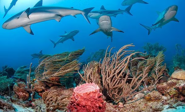 “산호초 지키는 상어와 가오리, 3분의 2는 멸종 위기”