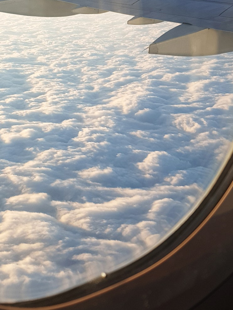 1월 제주여행 (김포공항 - 에어부산 항공 - 제주공항 - 제주 동부 투어버스 - 사려니숲길) 엄마랑 겨울 제주여행