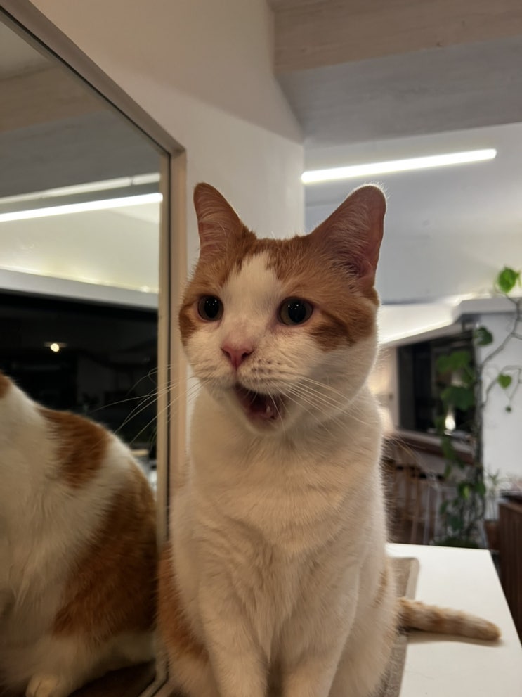  상수 상무님보러 고고/Cafe Mune/카페무네/쿠모는 누굴까?