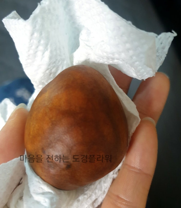  아보카도 씨앗 발아하기 1일차