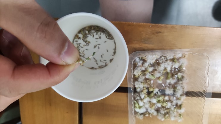  겨울 상추 토마토 키우기