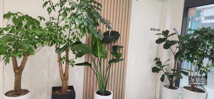병원 식물케어/사무실 식물케어