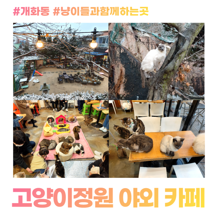 개화동 고양이정원 야외 카페 냥이들과 함께하는 곳 개화동 고양이정원 야외 카페 냥이들과 함께하는 곳