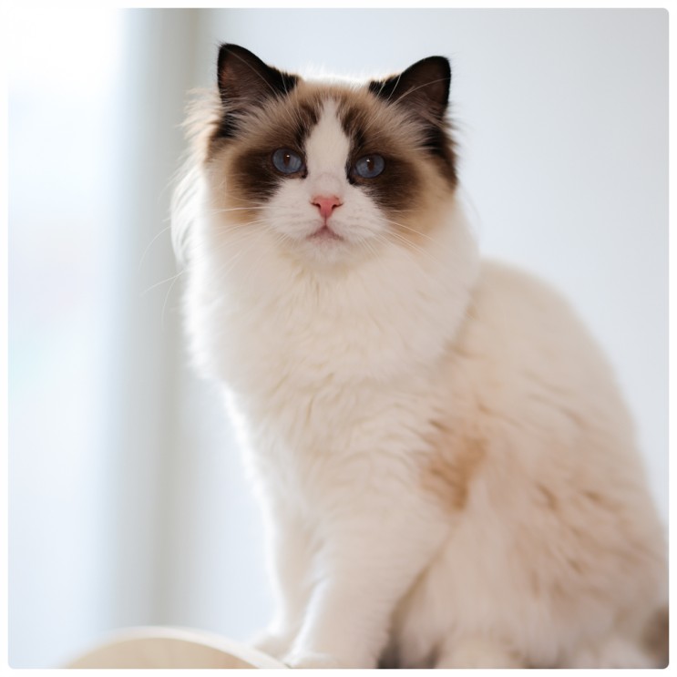 랙돌 고양이 키우기, 프리다의 4가지 성장 변화 포토와 성격 소개