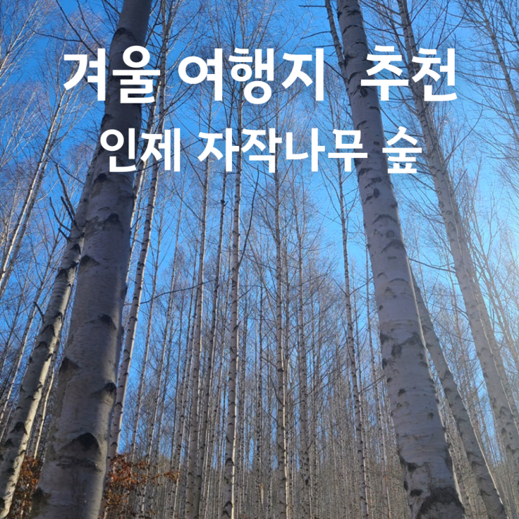  블로그씨 질문 : 겨울에 가면 좋은 여행지 - 강원도 인제 자작나무 숲