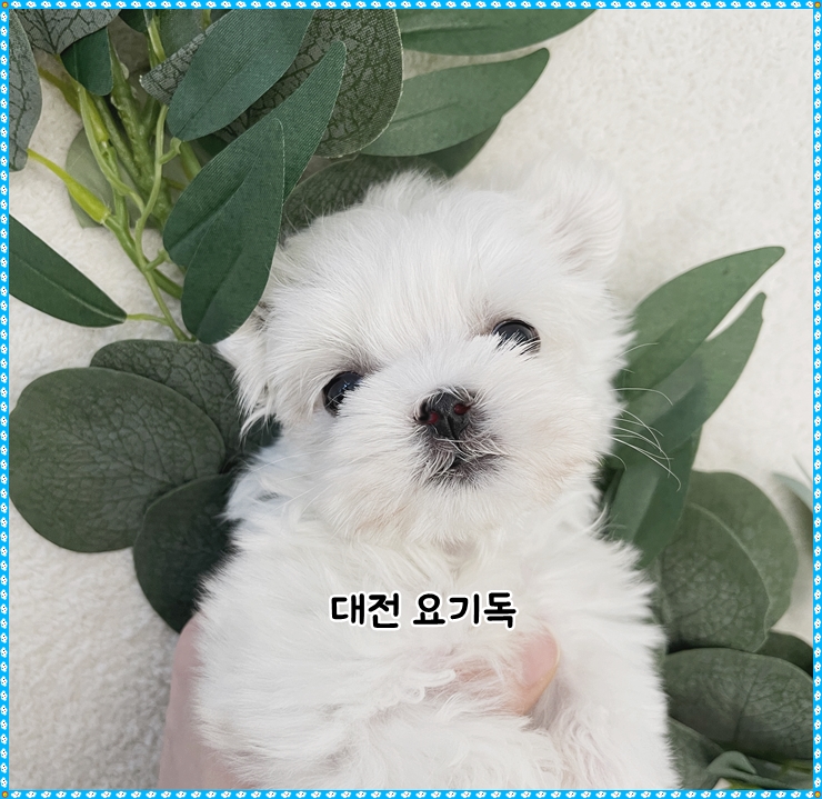  괴산강아지분양 튼튼한 강아지를 만났어요