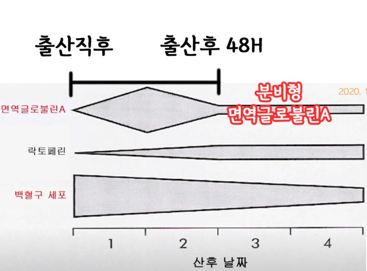  초유 시기 제왕절개 초유, 젖 돌고 먹이면 소용없다