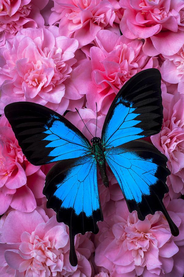 행운 번영을 상징하는 나비 무료 이미지 모음
