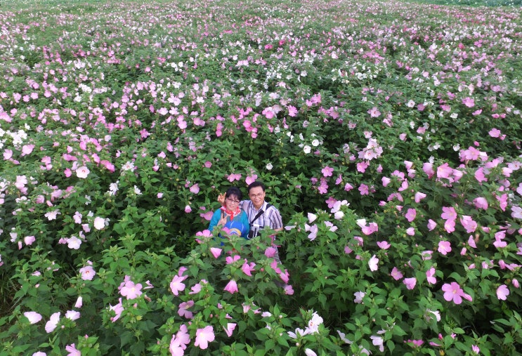 2016.7 경주 안압지 주변 꽃밭에서...(조학환목사)