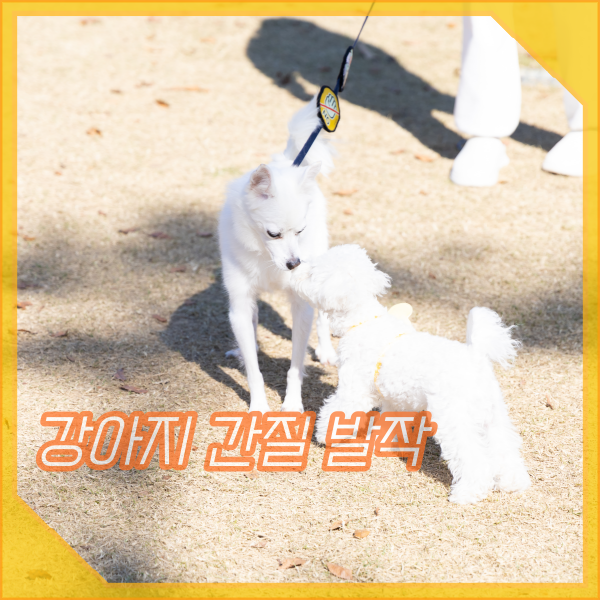  강아지 간질 발작 증상과 원인, 대처방법은 무엇일까?