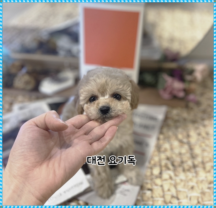  대전강아지분양 나의 단짝 말티푸