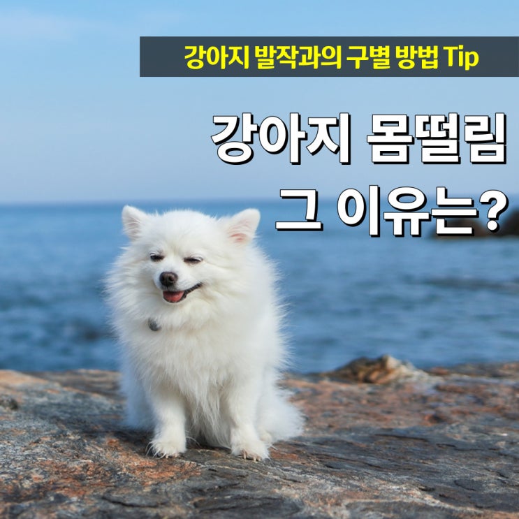  강아지가 몸을 떨어요 몸떨림 이유와 발작 경련 구분