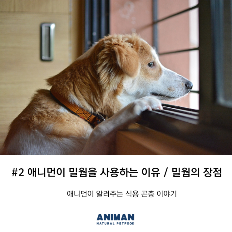  [애니먼이야기] #2 애니먼이 밀웜을 사용하는 이유 / 밀웜의 장점