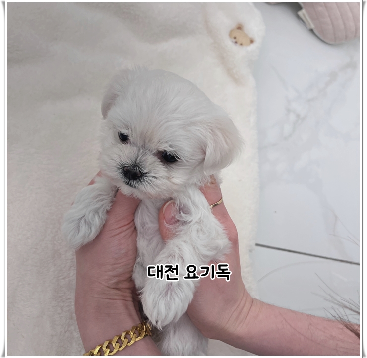  대전 중구 강아지분양 행복한 반려생활의 시작점