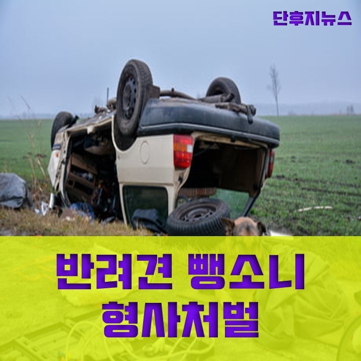  반려견 뺑소니 형사처벌