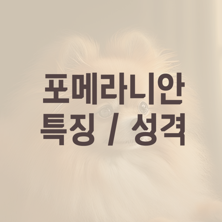  포메라니안 성격, 분양, 가격, 특징?