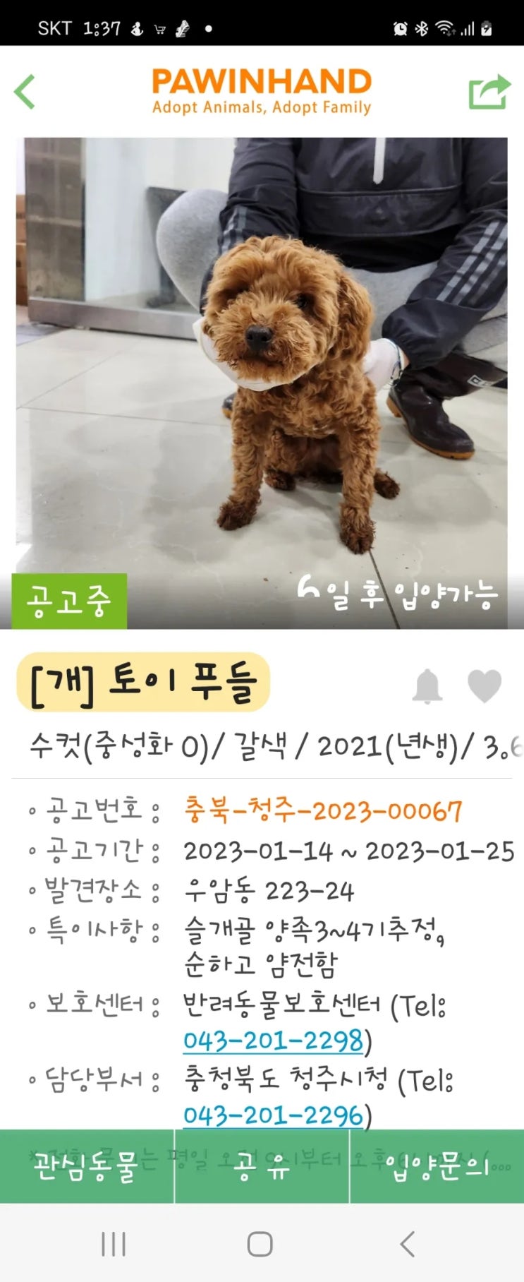  포인핸드 토이푸들 아가가 올라왔어요.
