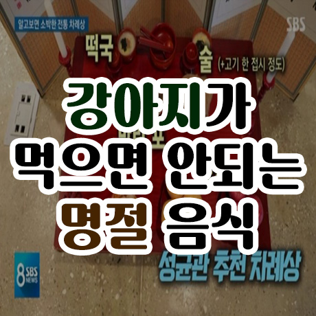  강아지가 먹으면 안 되는 설 음식
