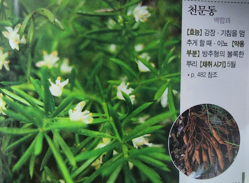 천문동과 호흡기질병, 기침병을 치료하는 효능이 있는 한약재이다.
