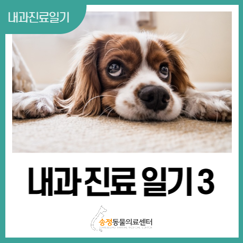  [내과 진료일기]강아지 에반스신드롬과 총 빌리루빈 수치, 그리고 신부전(송정동물의료센터)