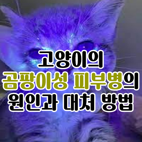  고양이 곰팡이성 피부병 원인과 대처방법