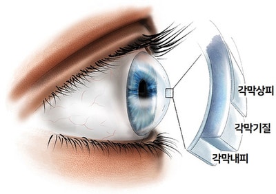 눈의 구조와 기능 / 각막, 공막 : 네이버 블로그