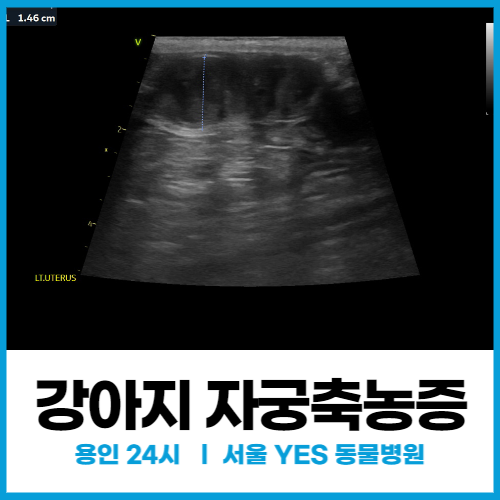  [외과] 강아지 자궁축농증 수술 치료사례(용인 분당 24시동물병원)