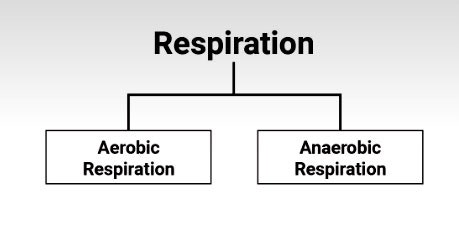 Breathing과 Respiration의 차이 : 네이버 블로그